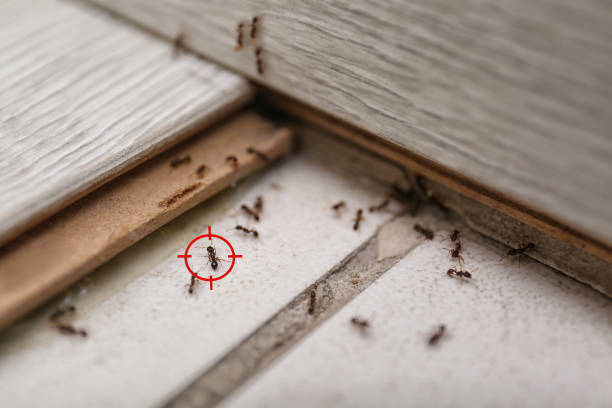 Best Best Pest Control Companies  in Ozona, TX