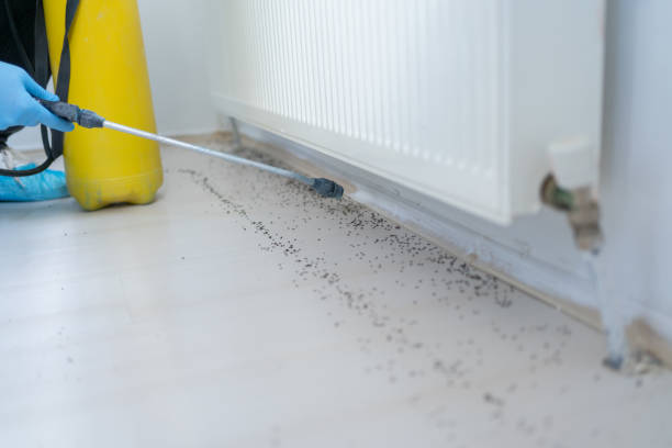 Best Ant Control Services  in Ozona, TX