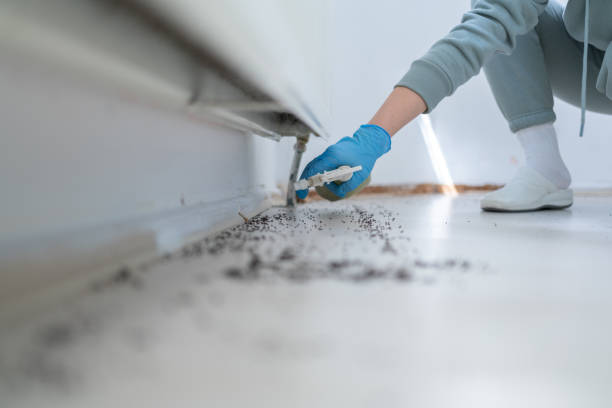 Best Termite Control Services  in Ozona, TX